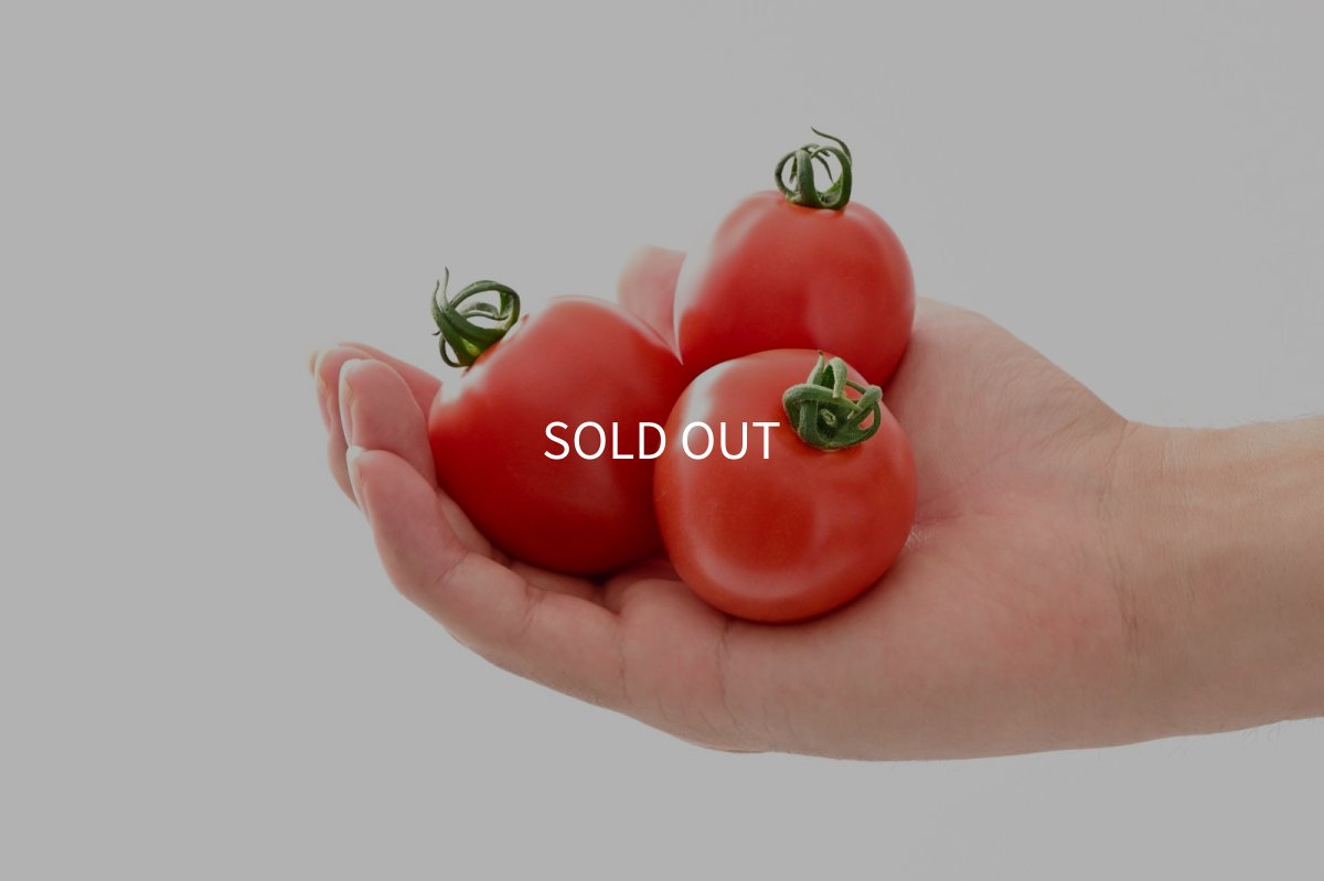 画像4: トマト 越のルビー（約1kg、約20〜40個） (4)